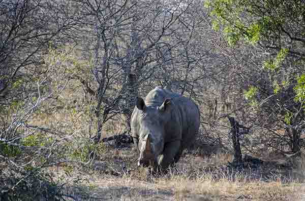Rinoceronte Blanco - parque nacional Kruger - Sudáfrica 2.jpg
